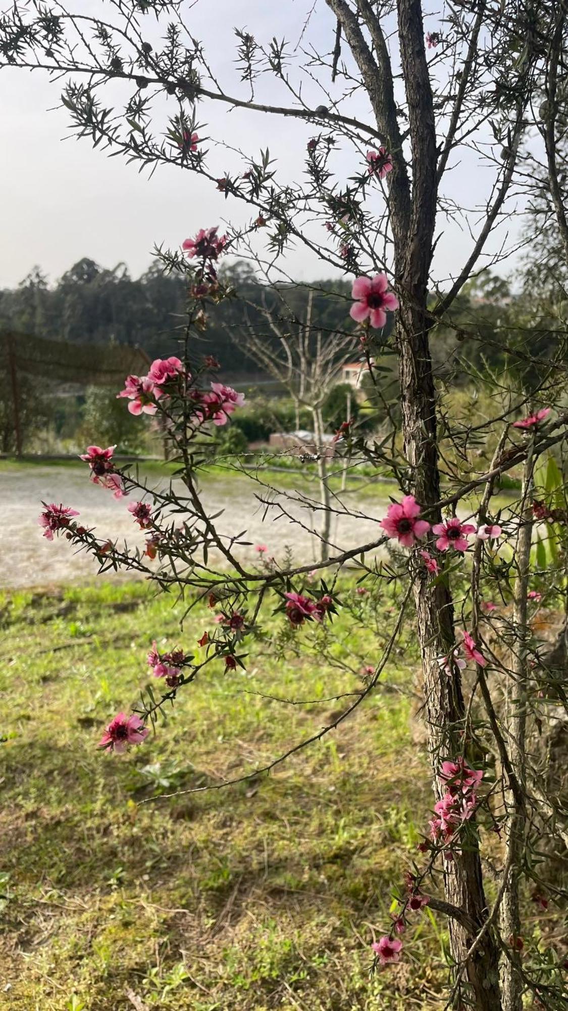 Quinta De Villasete Alpendurada Luaran gambar