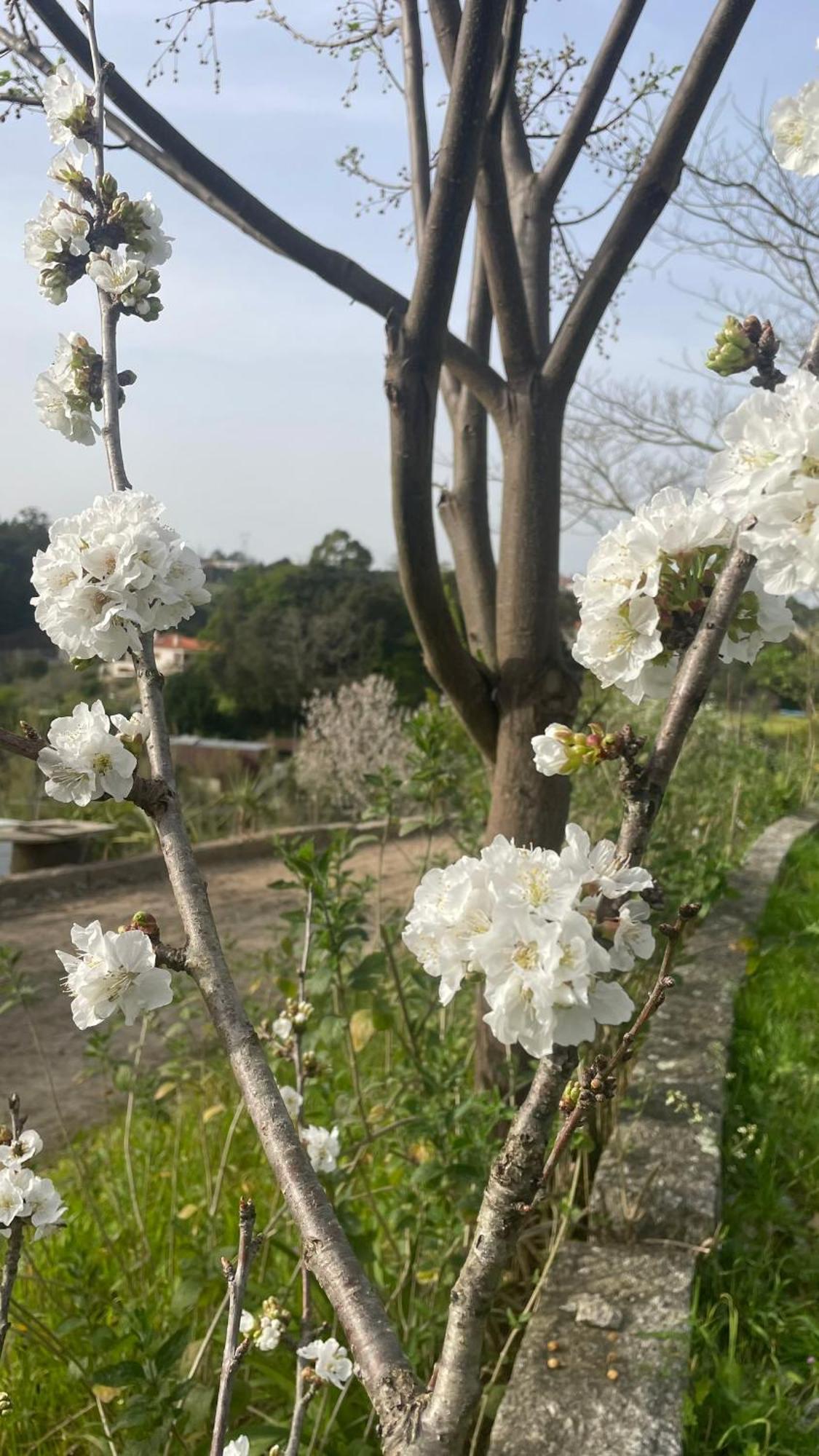 Quinta De Villasete Alpendurada Luaran gambar